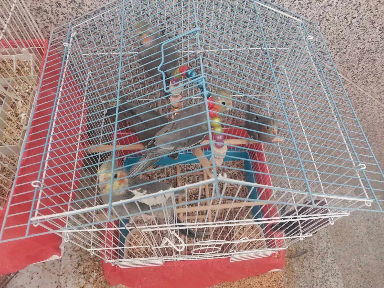 عروس هلندی دستی|پرنده|یزد, |دیوار