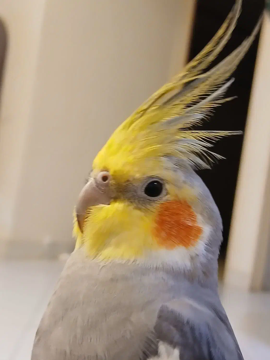 دوعدد عروس هلندی جفت|پرنده|ری, دولت‌آباد|دیوار