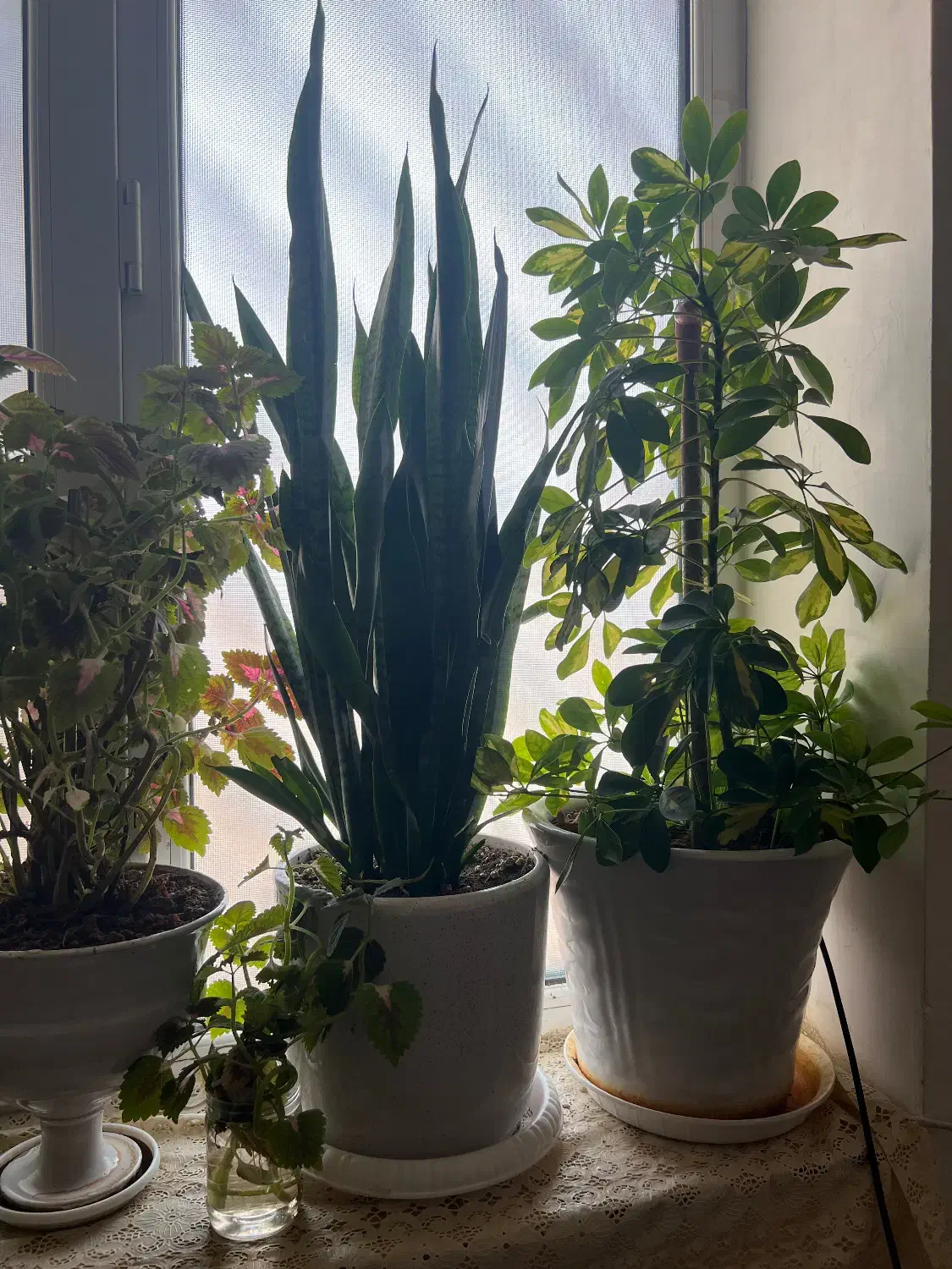 گل و گیاه|گل و گیاه طبیعی|اهواز, کوی باهنر|دیوار