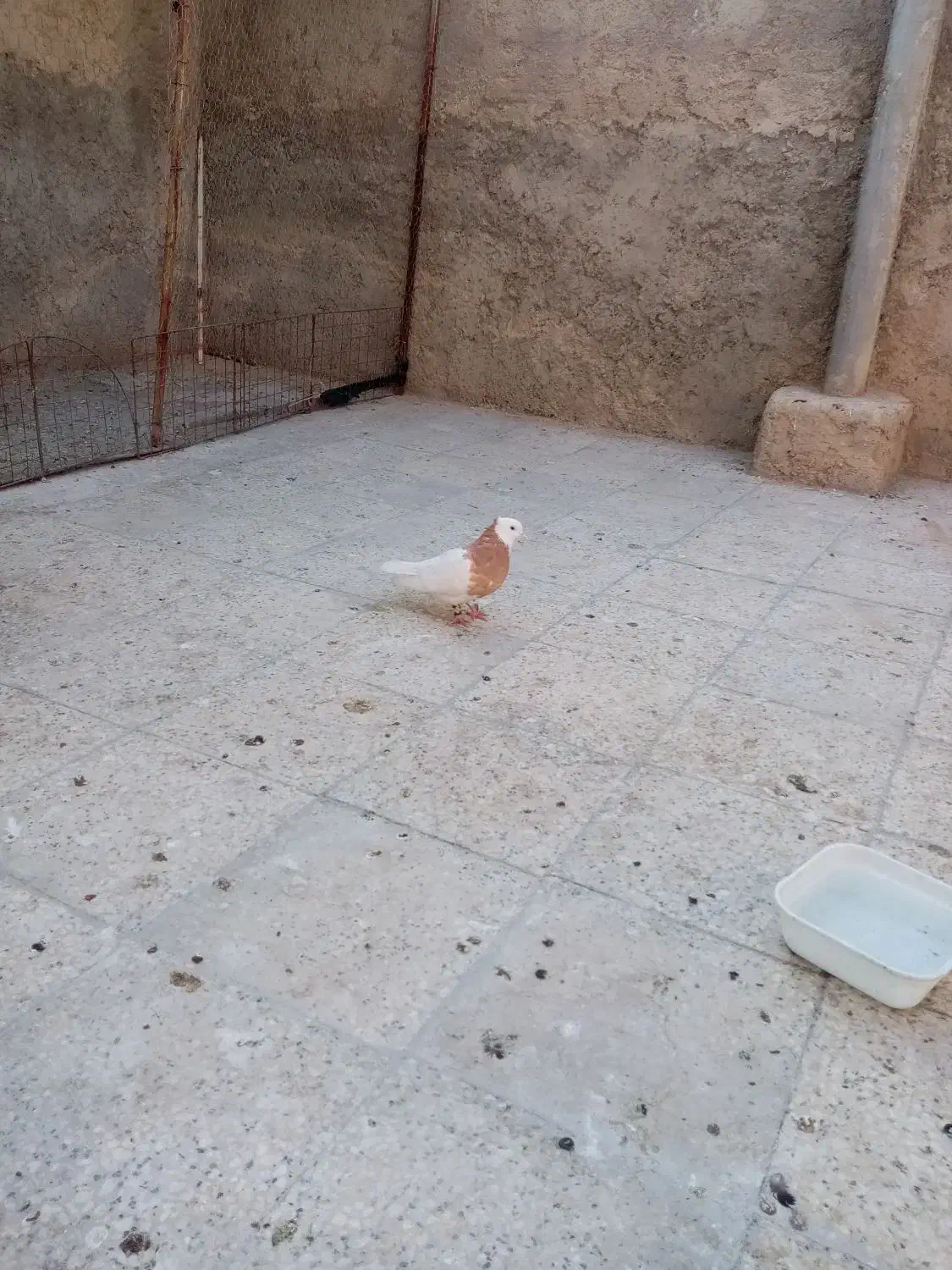 کبوتر طوق زرد ماده|پرنده|شیراز, دست خضر|دیوار