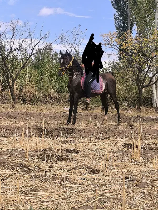 اسب عرب|اسب و تجهیزات اسب‌سواری|تبریز, |دیوار