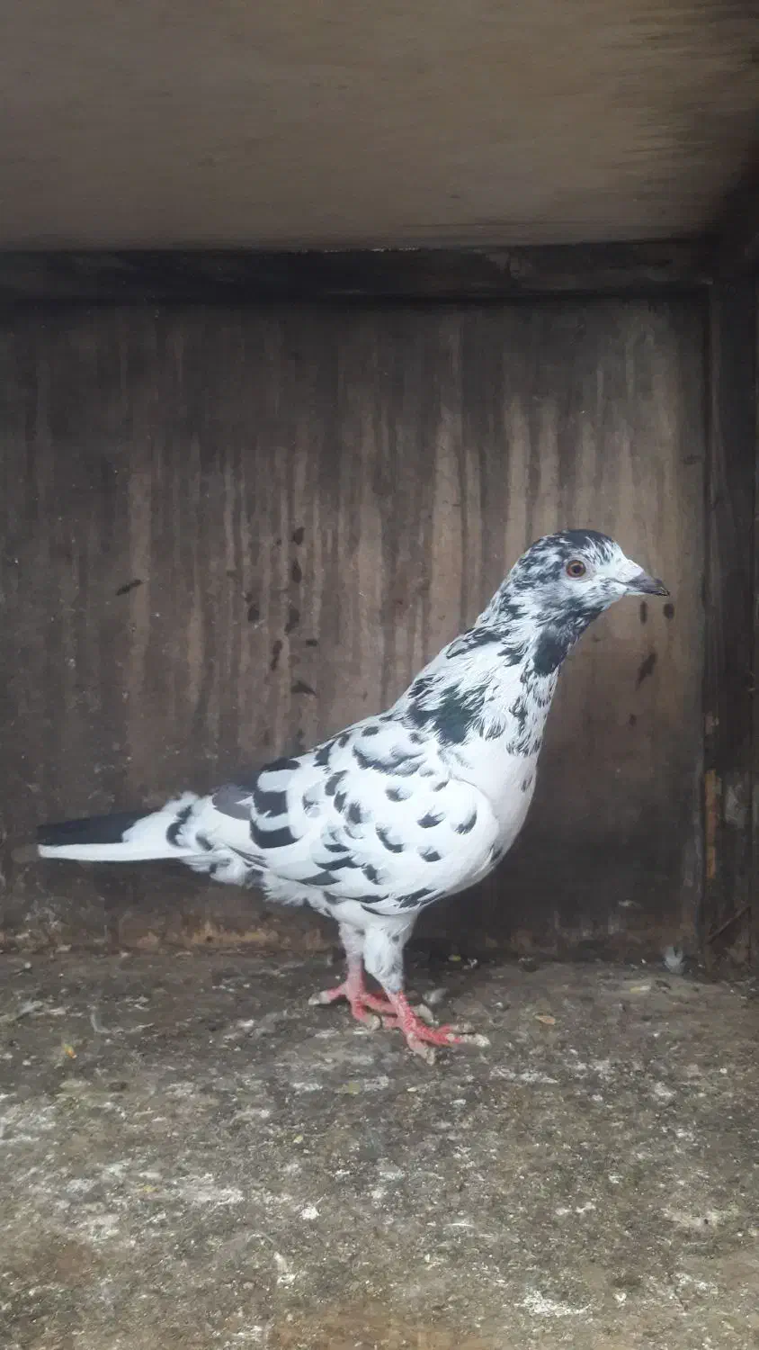 فروش کبوتر مسافتی یا المانی|پرنده|چمستان, |دیوار