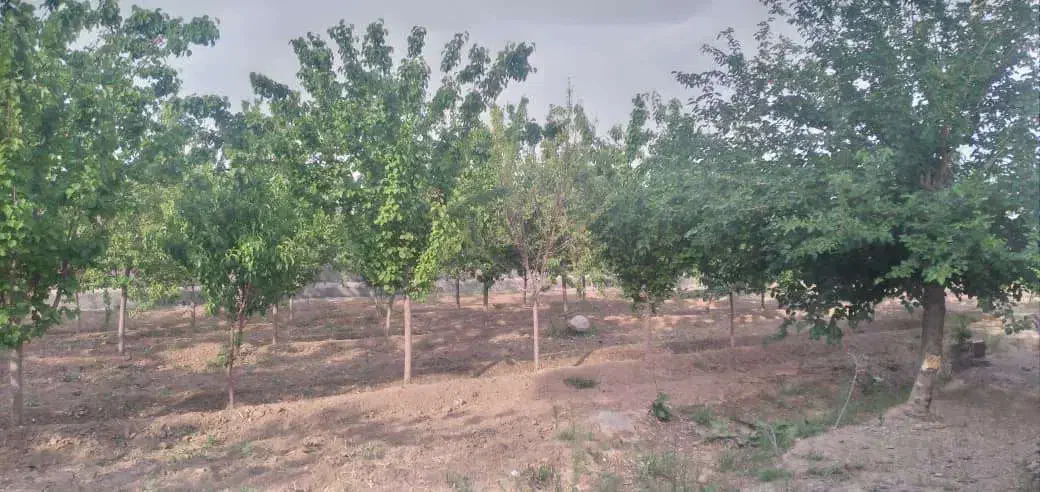 باغ ویلا|فروش خانه و ویلا|تربتحیدریه, پائین ولایت|دیوار