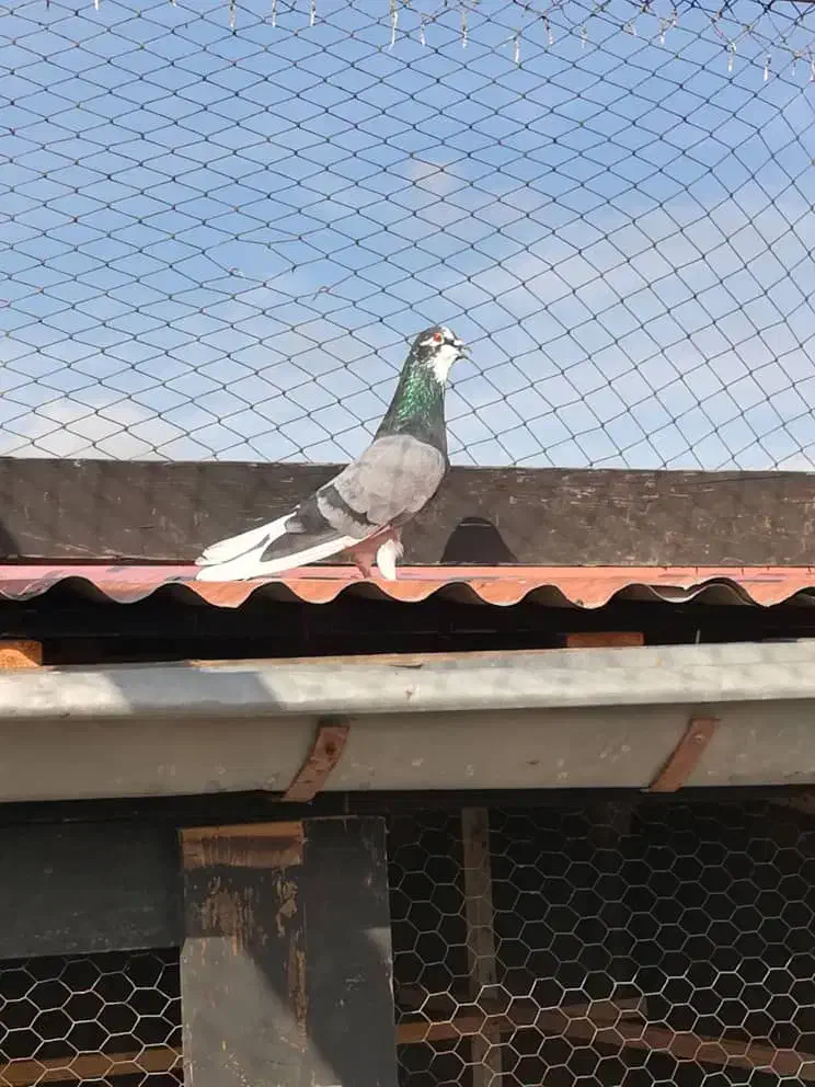 کفتر آسمان خراش (کبوتر)|پرنده|رشت, گلسار|دیوار