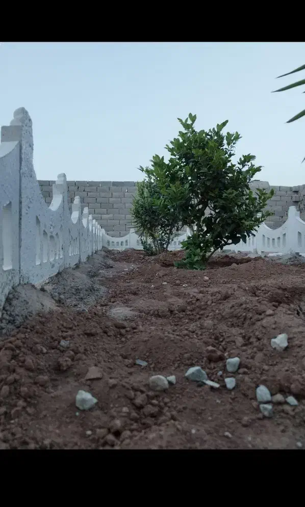 باغچه ۱۵۸ متری نهال کاری شده در مجموعه|فروش زمین و ملک کلنگی|شهریار, اصیل آباد|دیوار