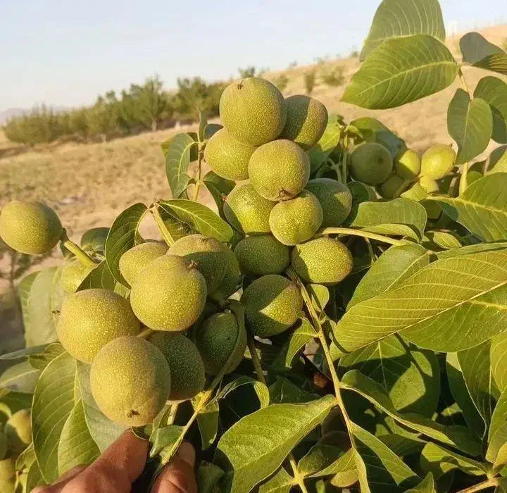 مجموعه تخصصی نهال سالم و شناسنامه دار|خدمات باغبانی و درختکاری|اهر, |دیوار