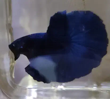 ماهی فایتر هافمون|ماهی|تهران, عباسآباد|دیوار