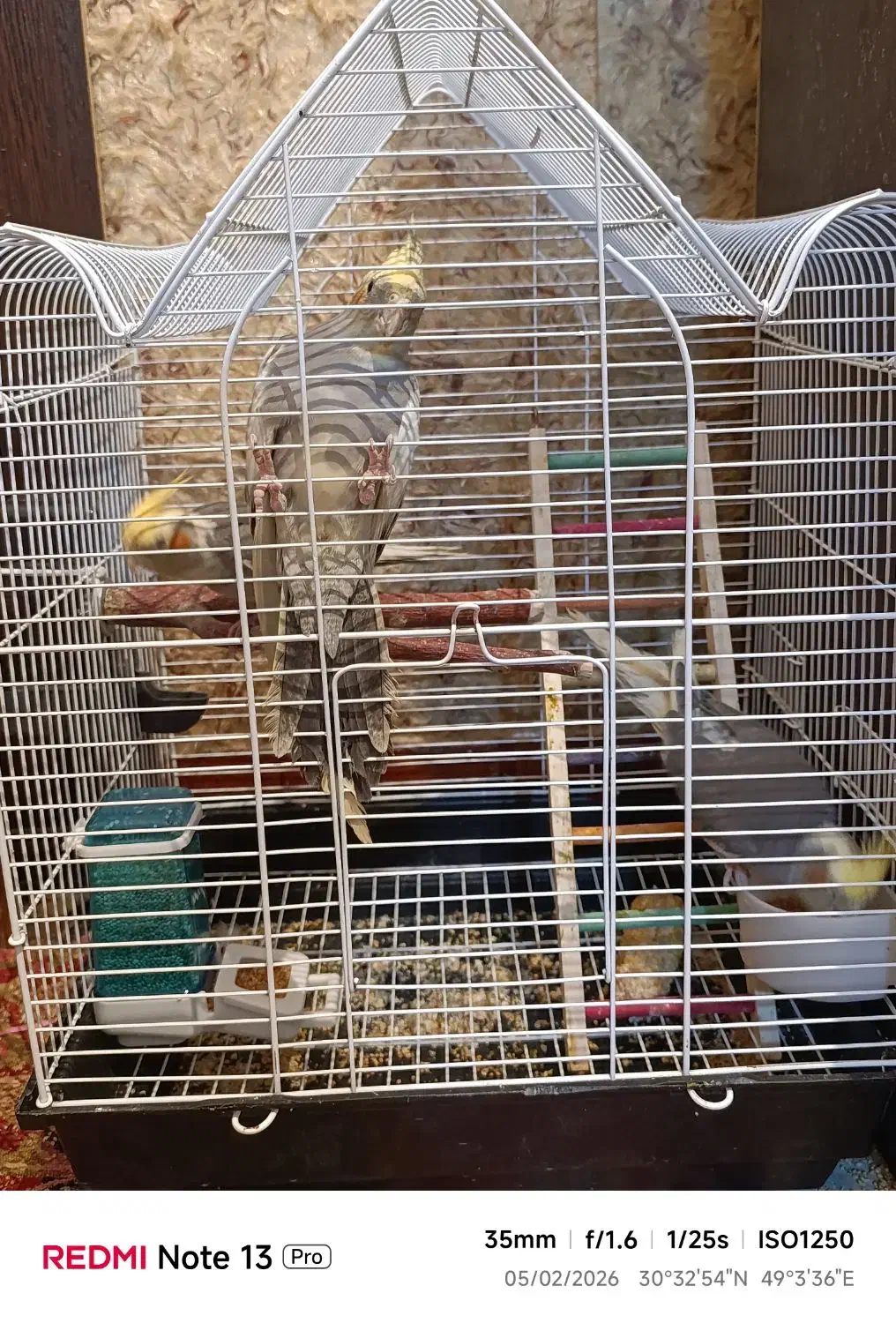 عروس هلندی|پرنده|بندر امام خمینی, |دیوار