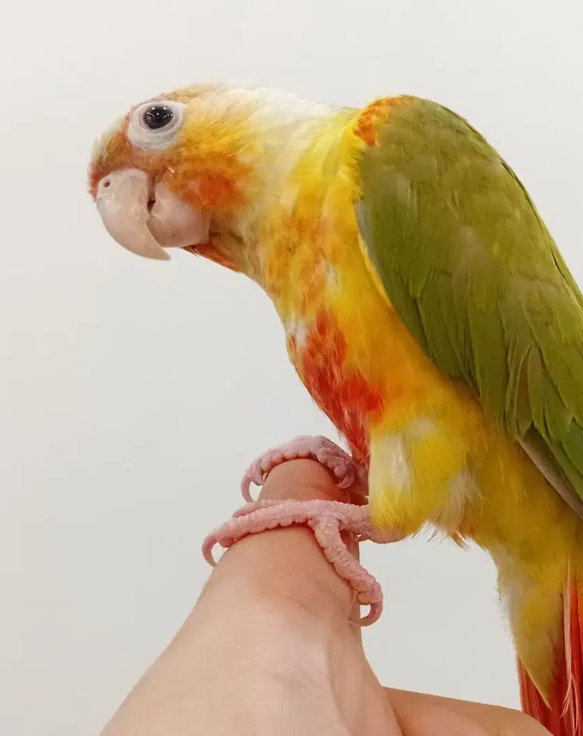 گرینچیک آناناسی اکستریم رد ، رد فکتور با تست جنسیت|پرنده|کاشمر, |دیوار