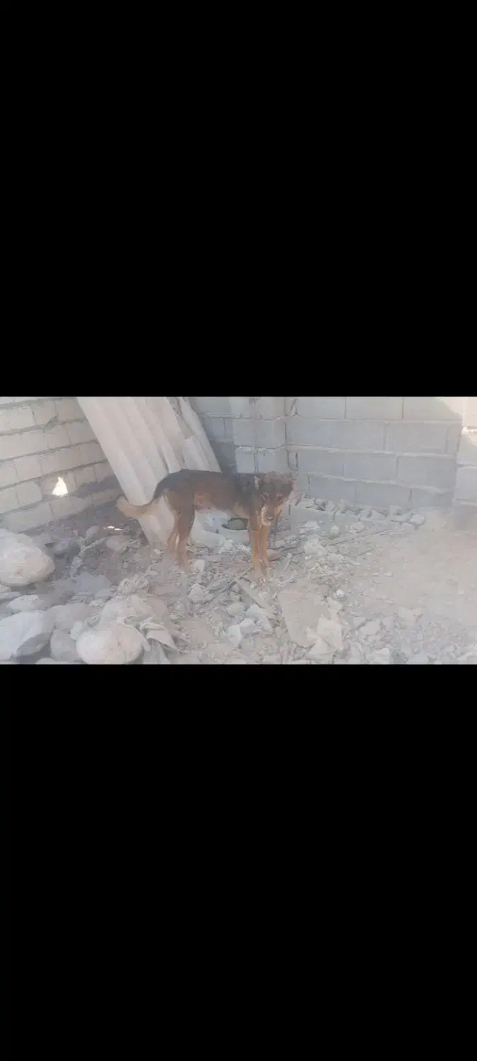 سگ دهن پاک|سگ|بندرعباس, |دیوار