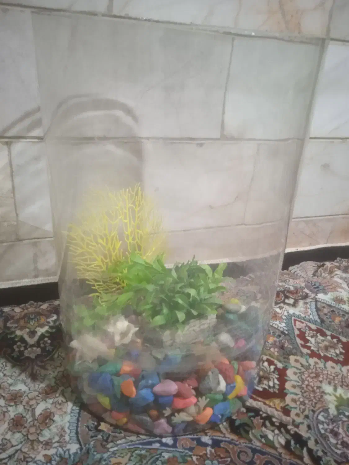 اکواریوم دایره سالم سالم|ماهی|ملایر, |دیوار