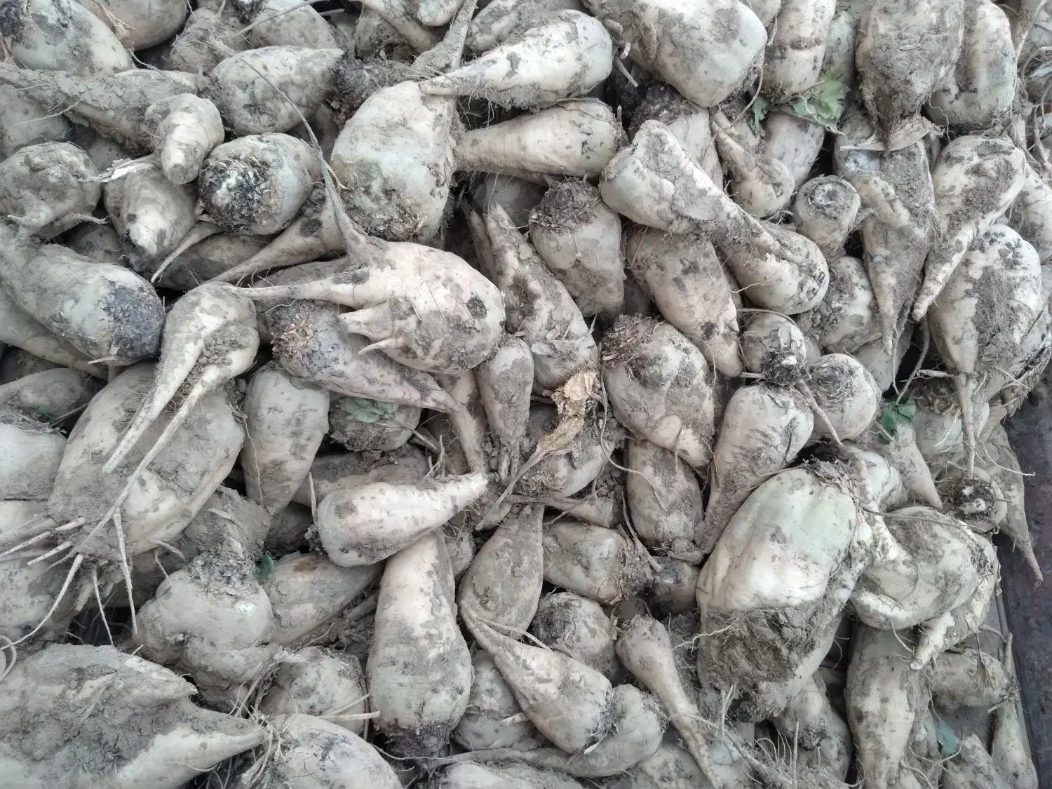 چغندرقند|عمده‌فروشی|فامنین, |دیوار