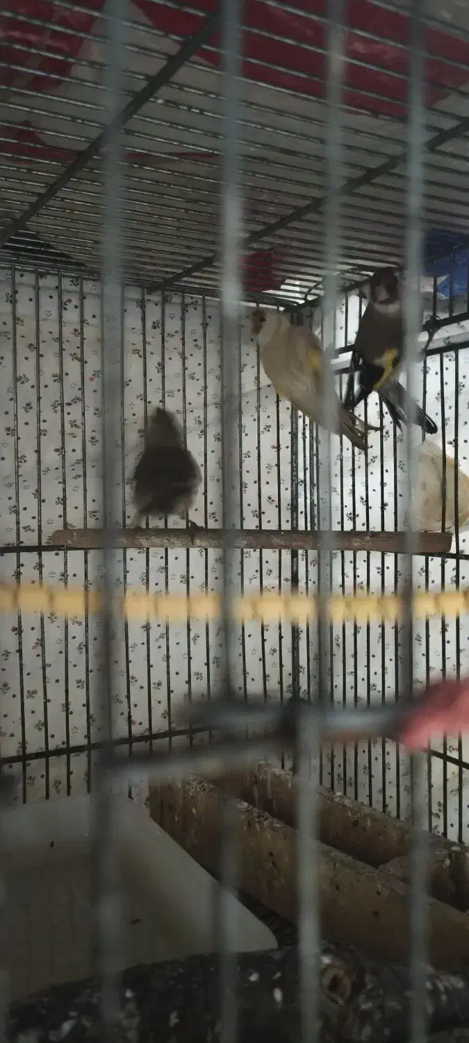 سهره|پرنده|مسجد سلیمان, |دیوار