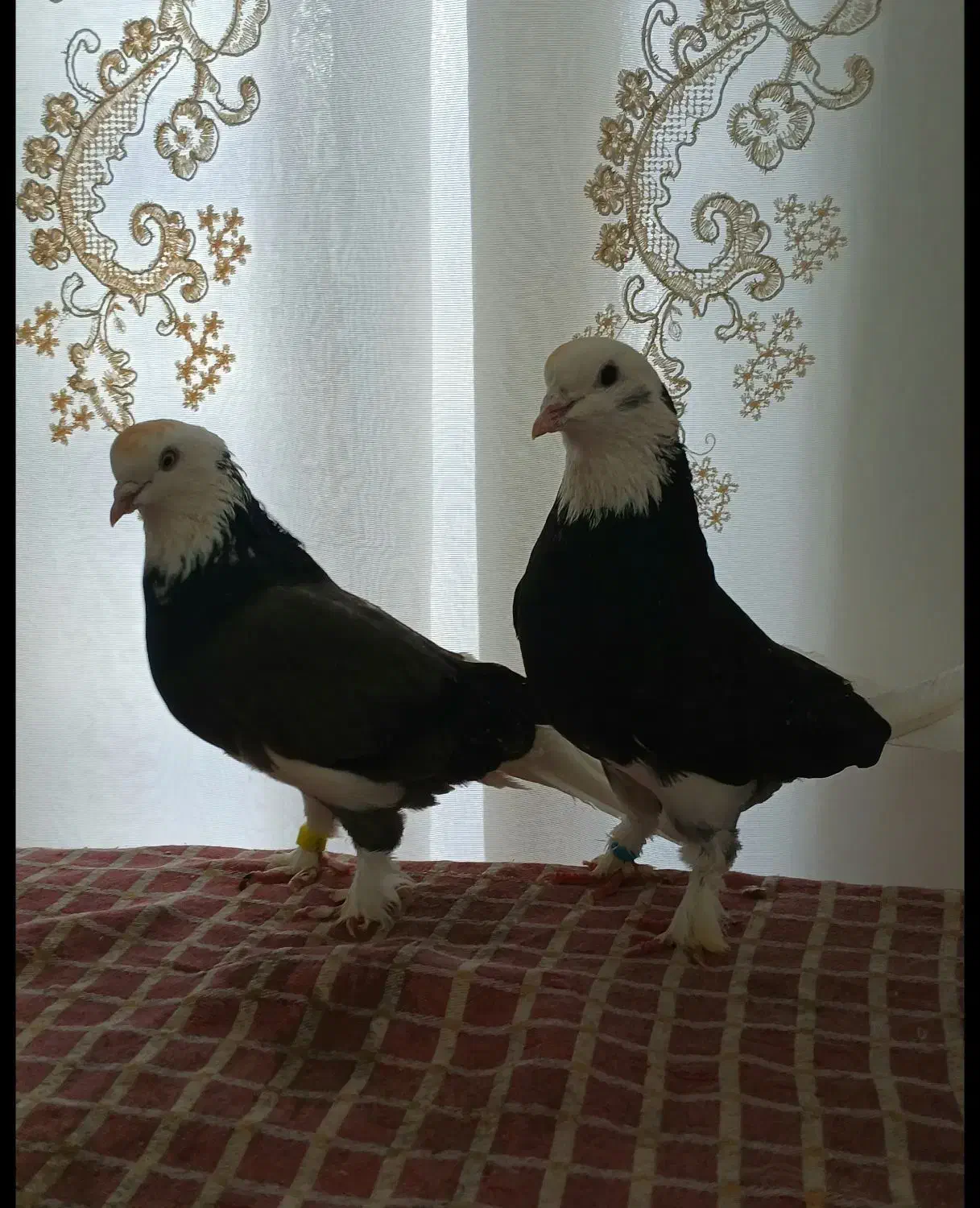 کفتر گوره درجه یک فروشی|پرنده|کوهدشت, |دیوار