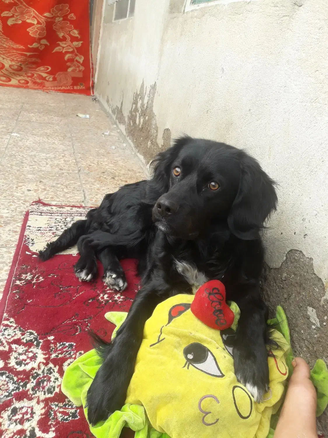 سگ گمشده|حیوانات|شاهرود, |دیوار