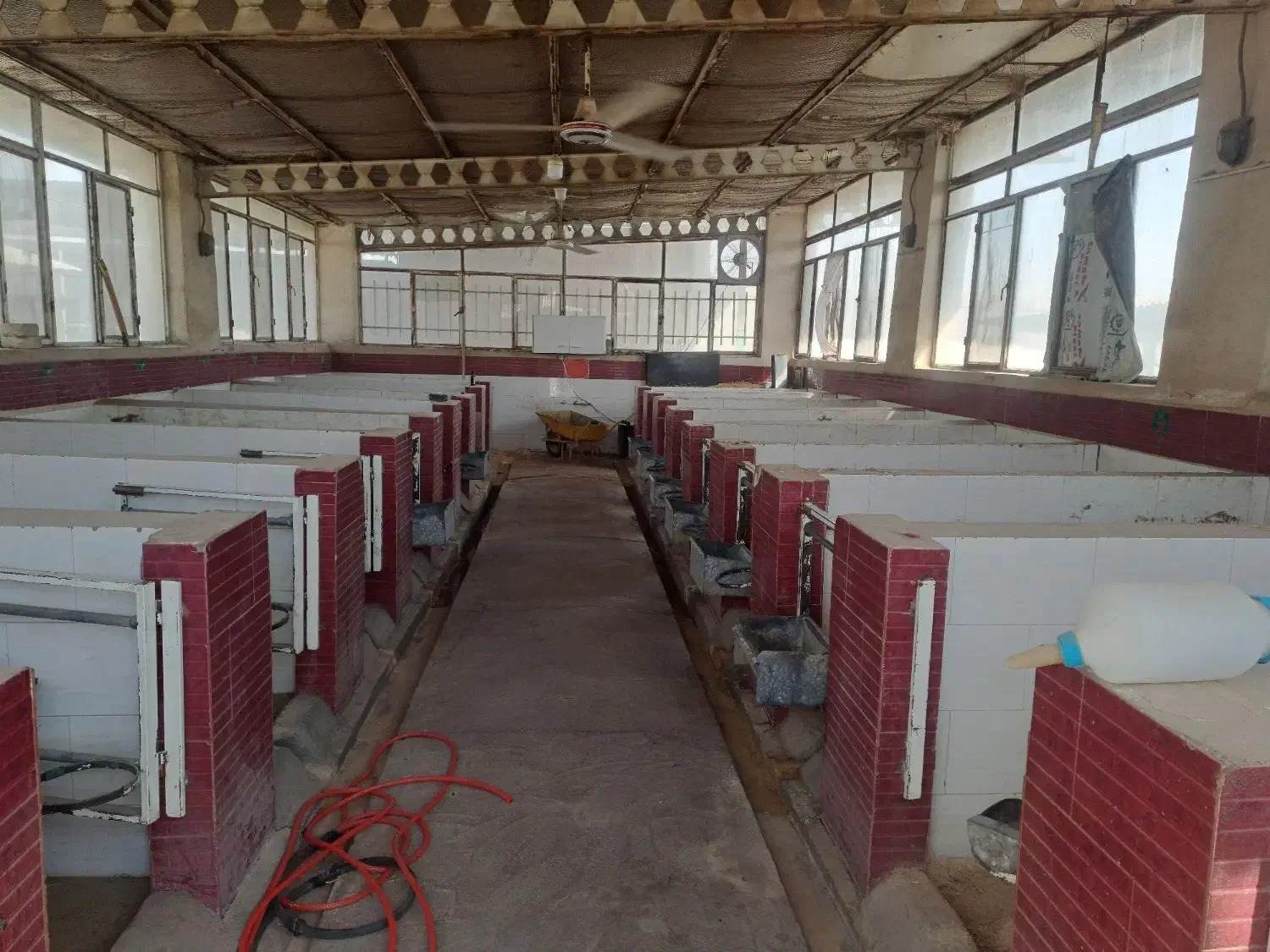 کارگر شیردوش مسلط و یک کارگر وسط کار|استخدام صنعتی، فنی، مهندسی|جوادآباد, |دیوار