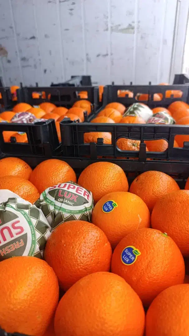 پرتقال نارنگی ژاپنی محلی|خوردنی و آشامیدنی|ساری, |دیوار