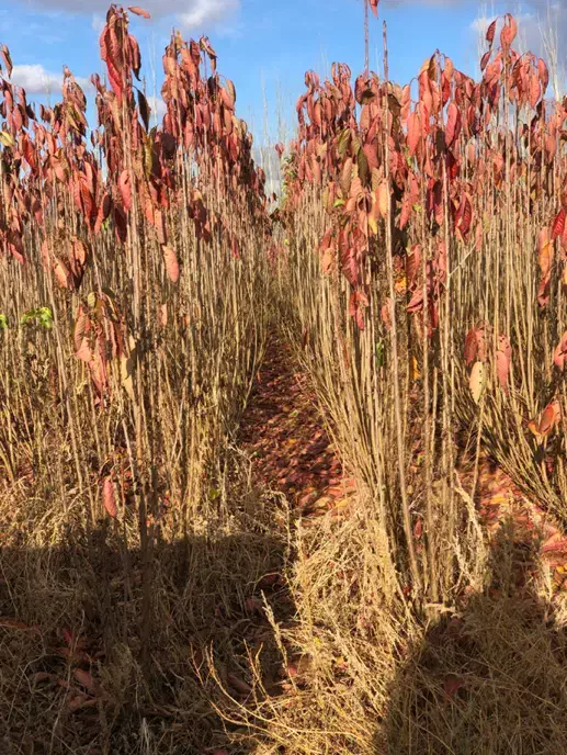 نهال دوساله دسته بیلی و دسته طی|گل و گیاه طبیعی|میاندوآب, |دیوار