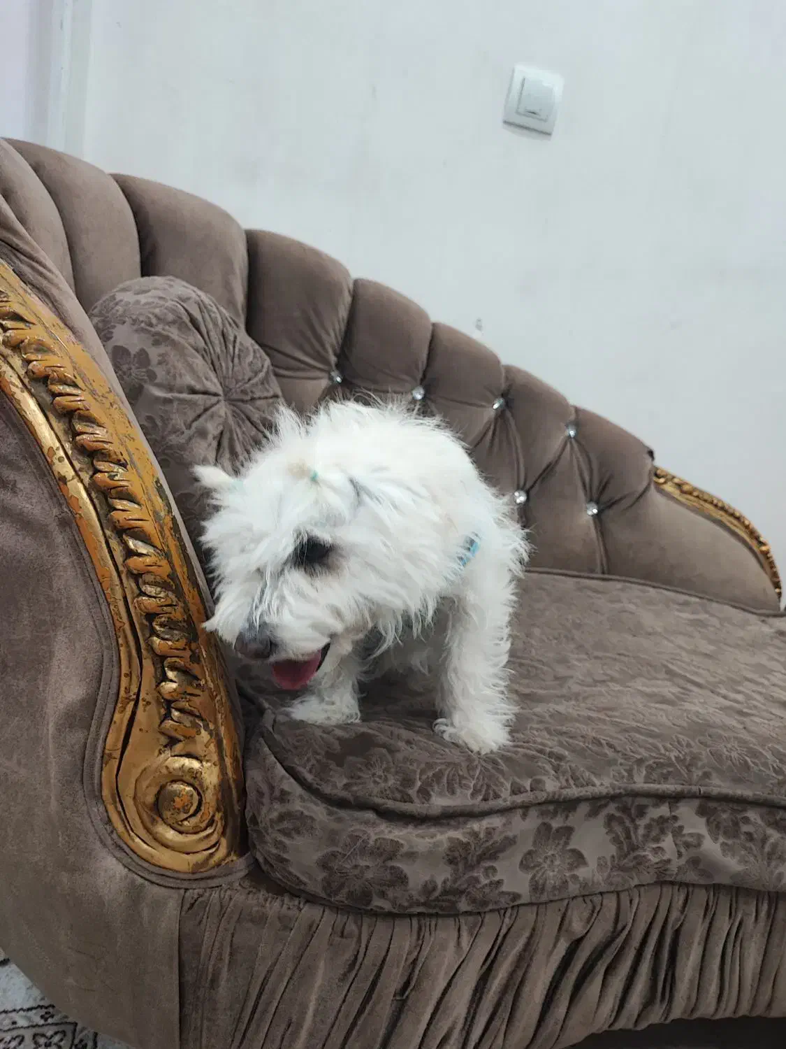 سگ تریرمیکس شناسنامه دارواکسن زده|سگ|ایلام, |دیوار