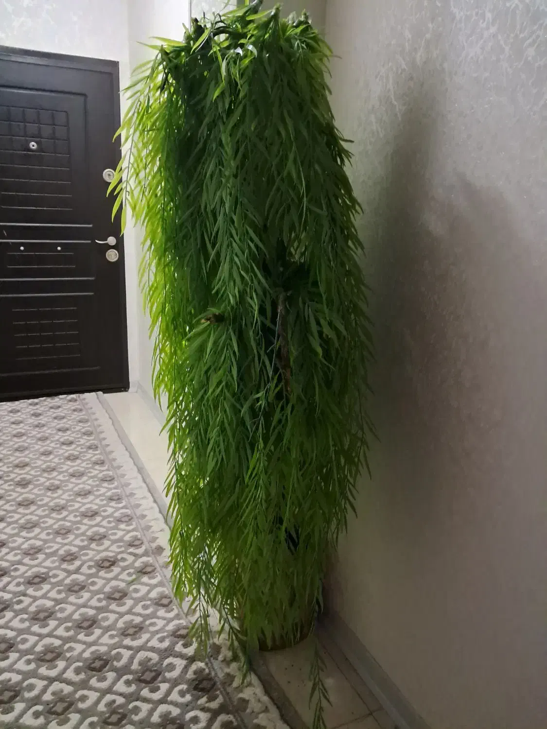 درخت مصنوعی|گل مصنوعی|مشهد, کوی المهدی|دیوار