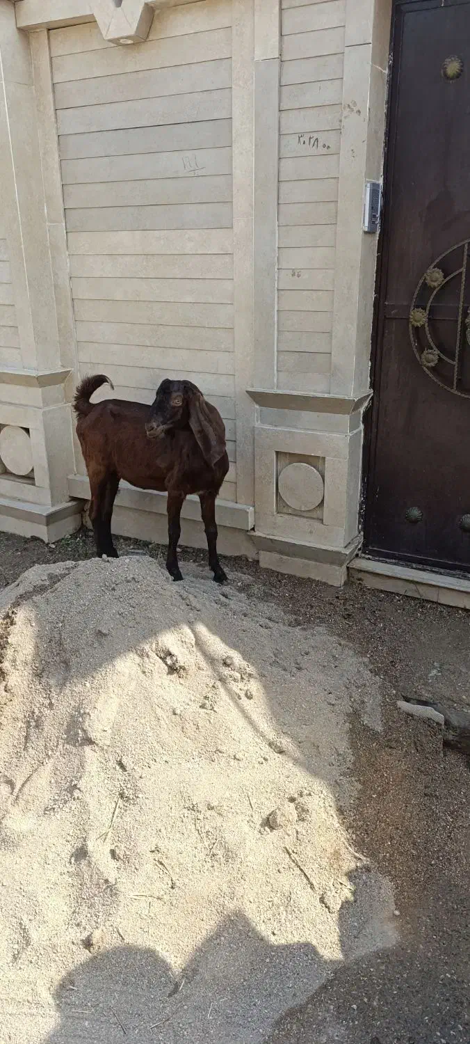 بز آبستن کلک|حیوانات مزرعه|گنبد کاووس, |دیوار