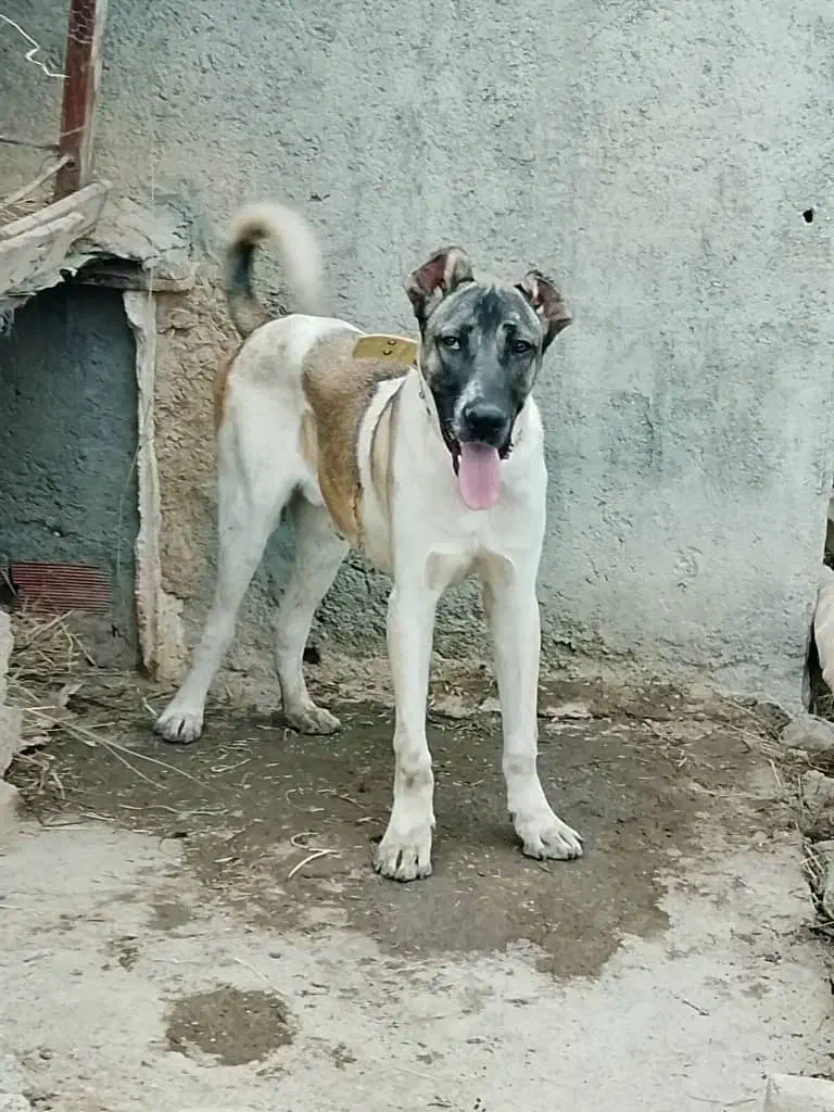 سگ سرابی 10ماهه|سگ|عنبران, |دیوار