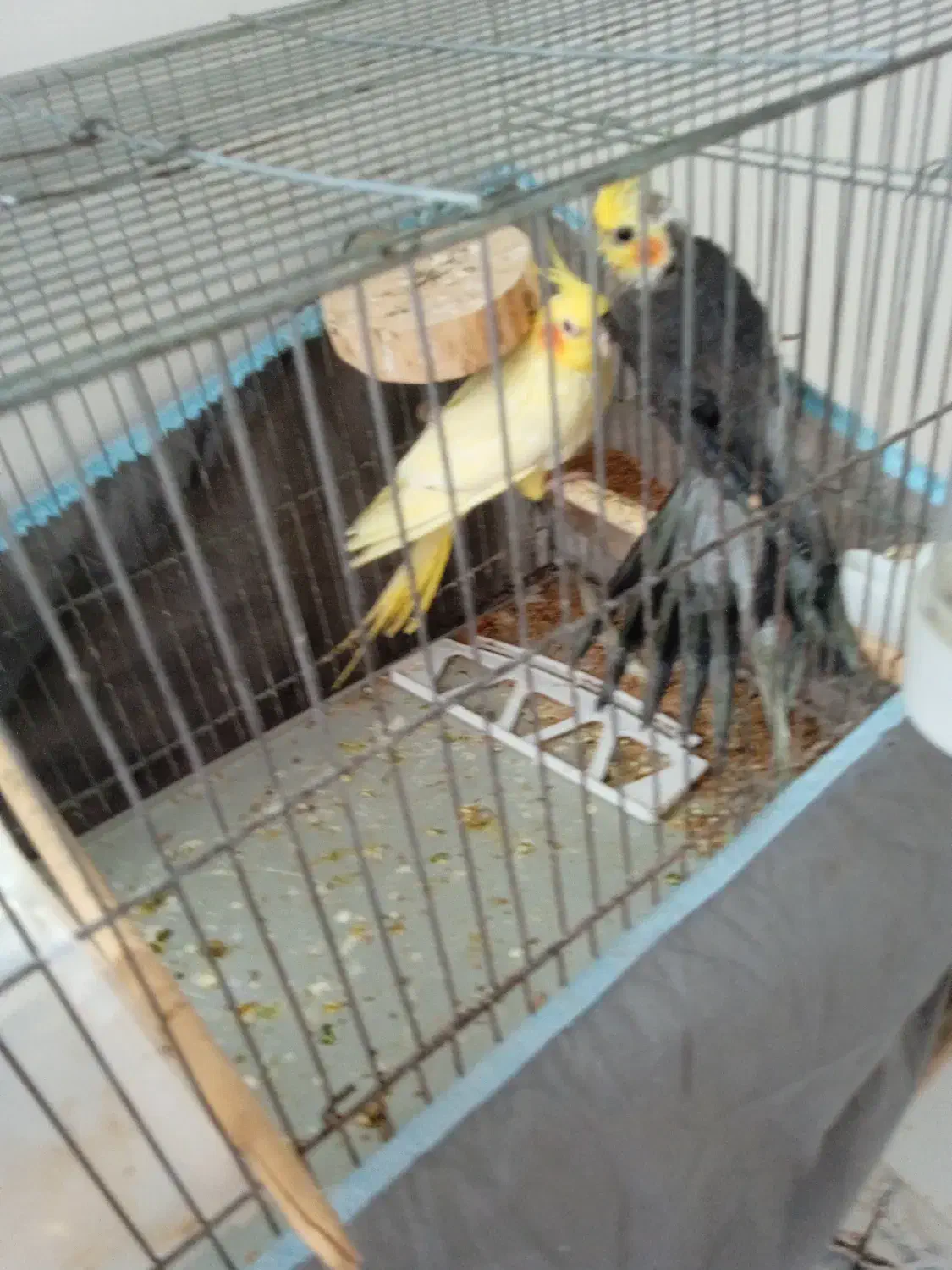 عروس هلندی|پرنده|پارس‌آباد, |دیوار