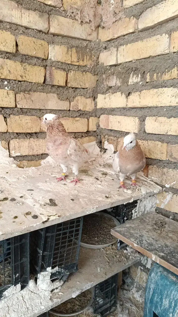 یه جفت شازده هما پرشی عالی  همه چیز تموم|پرنده|ماهنشان, |دیوار