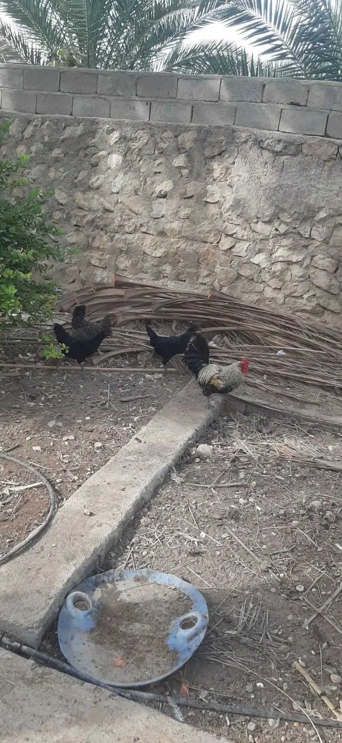 تخم مرغ نطفه دار و خروس محلی|حیوانات مزرعه|ریز, |دیوار
