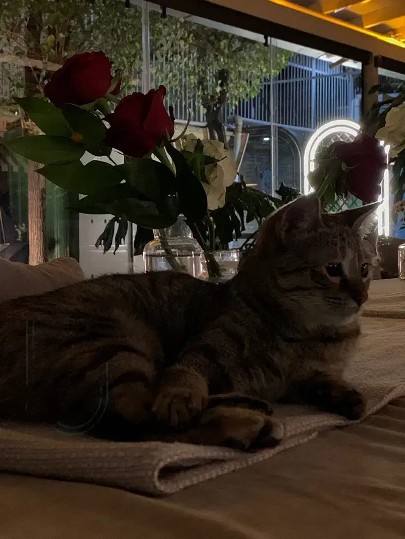 واگذاری گربه یکساله|گربه|تهران, زعفرانیه|دیوار