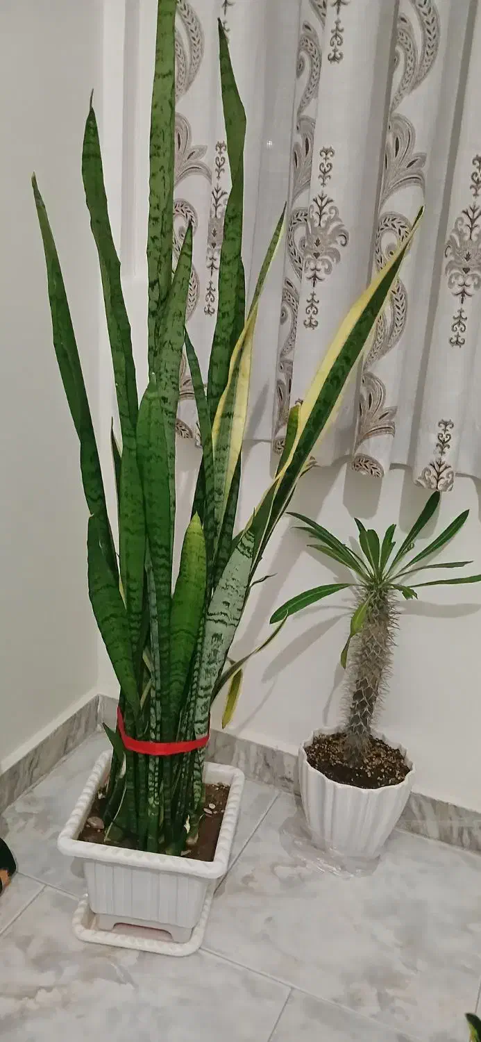 گل آپارتمانی|گل و گیاه طبیعی|فردیس, شهرک ارم|دیوار