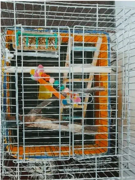 قفس برای تمامی پرنده ها با تمام وسایل|لوازم جانبی حیوانات|سنندج, |دیوار