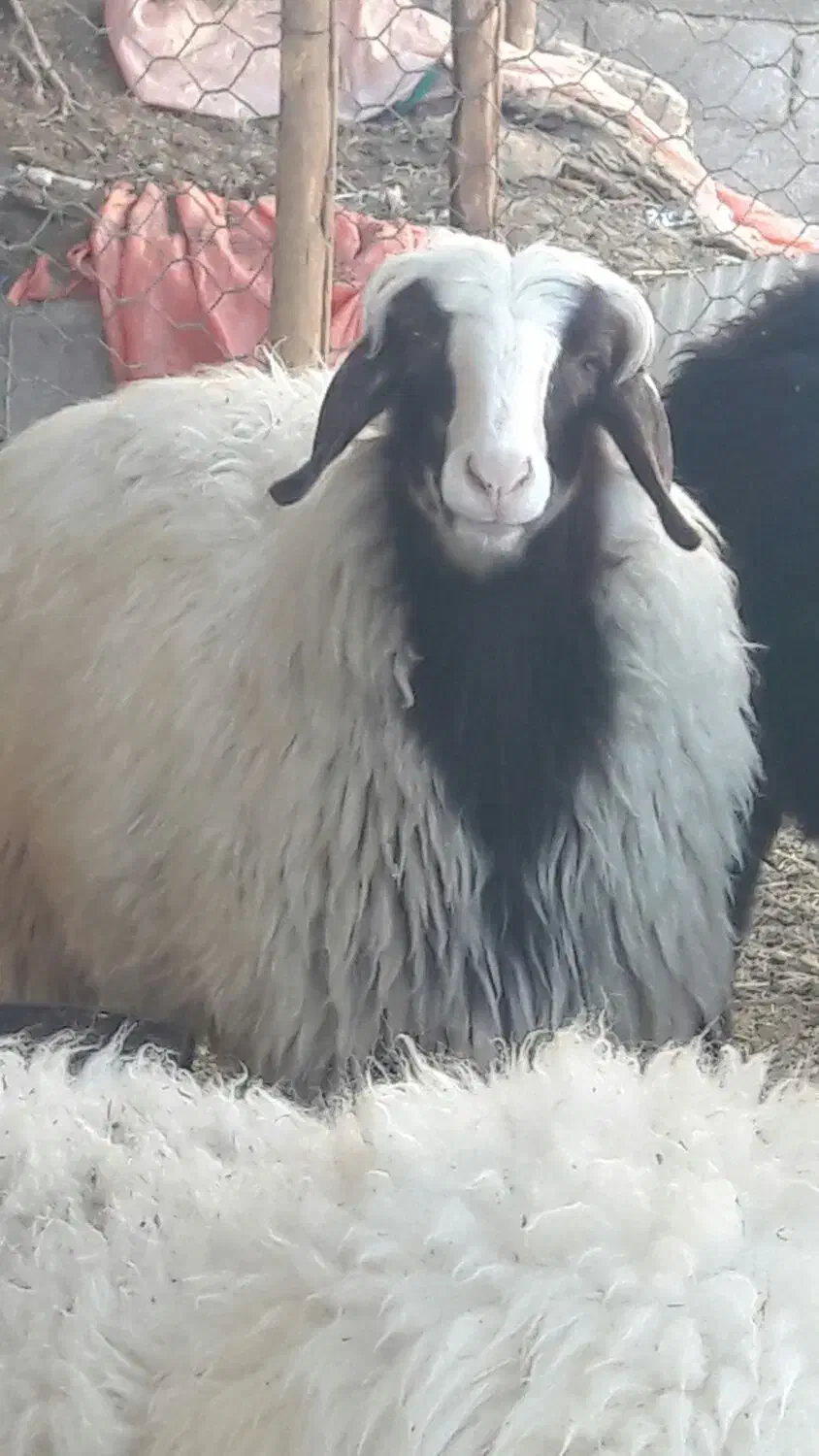 فروش بره ماده چاق در کفترک|حیوانات مزرعه|شیراز, کفترک|دیوار