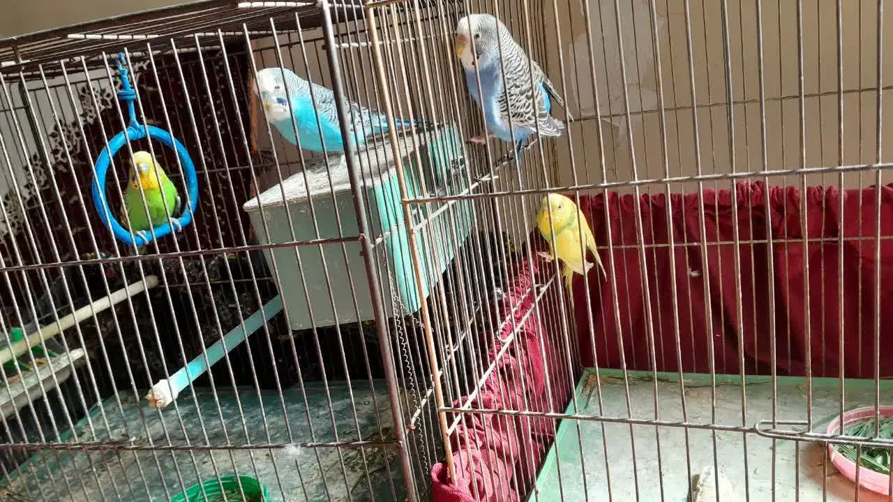 دو جفت مرغ عشق|پرنده|قزوین, |دیوار