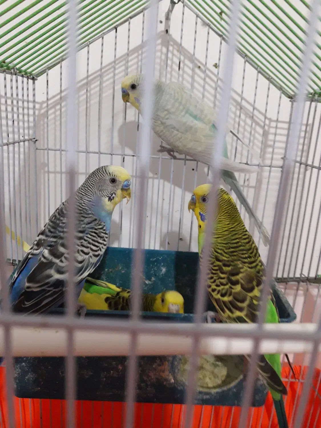 پرنده|پرنده|خمام, |دیوار