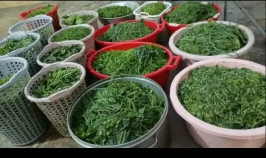 سفارش انواع سبزیجات معطر وخوش عطر وبو|خوردنی و آشامیدنی|امیدیه, |دیوار