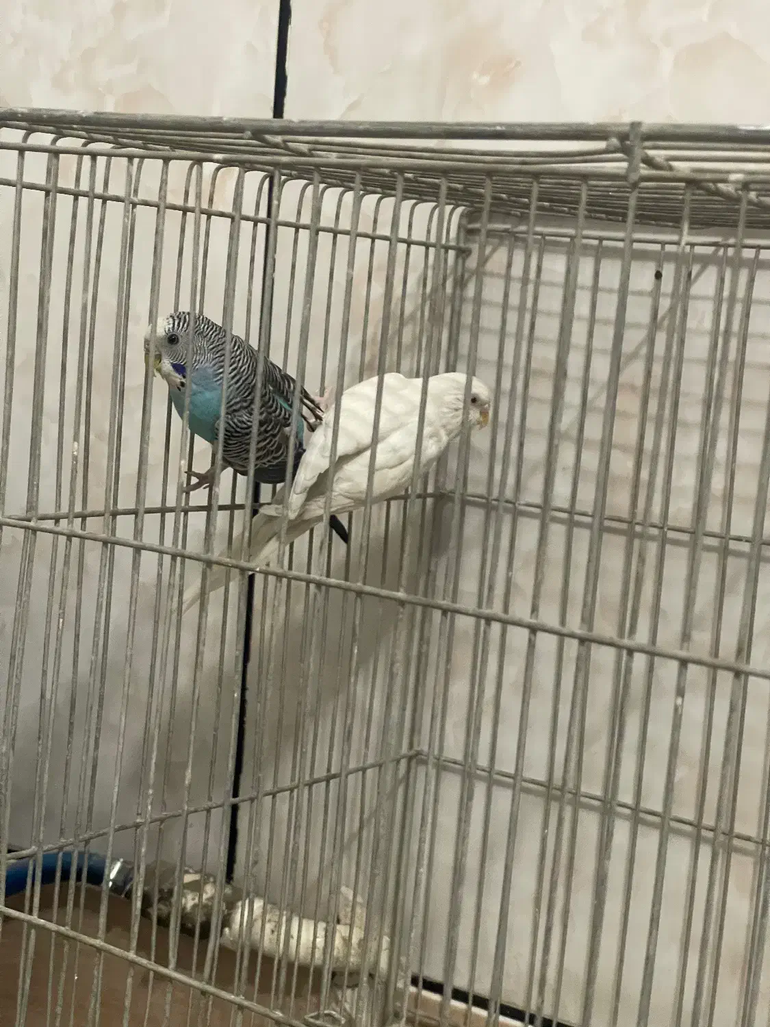 سه جفت مرغ عشق|پرنده|خمینی‌شهر, |دیوار