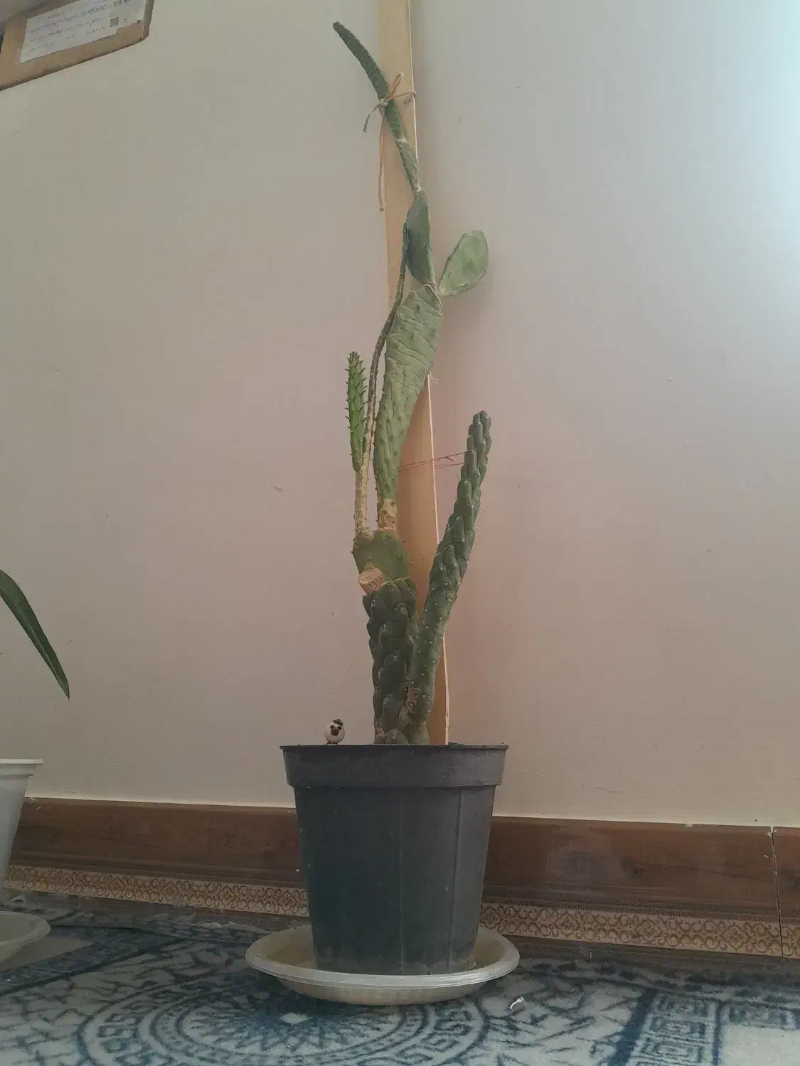 گل کاکتوس|گل و گیاه طبیعی|ساروق, |دیوار