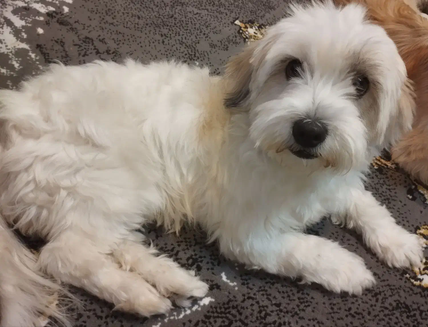 پانسیون خانگی حیوانات با مراقبت ویژه|خدمات پیشه و مهارت|تهران, خاک سفید|دیوار