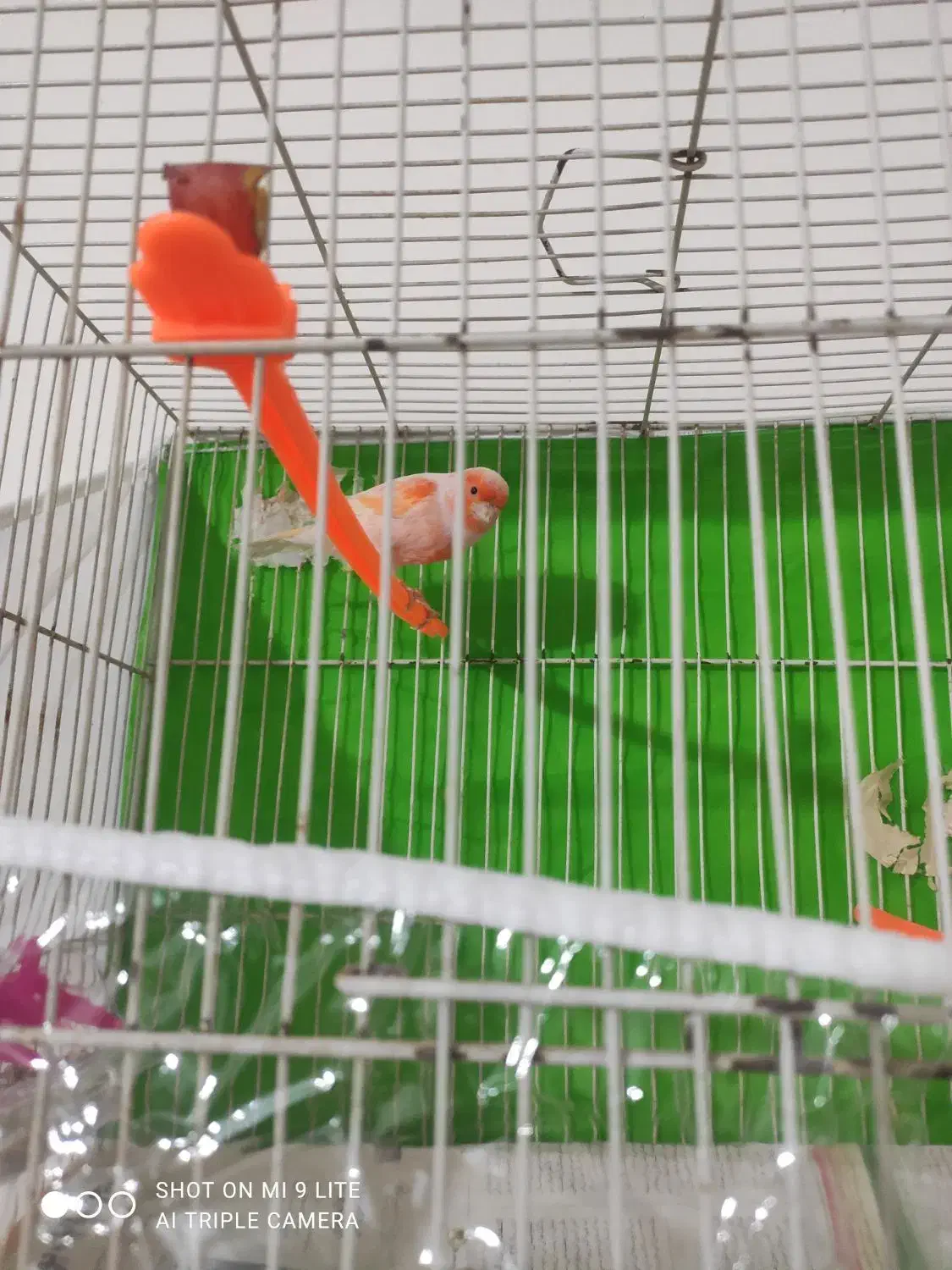 قنار ماتیکی مست خون|پرنده|مشهد, کوی ولیعصر|دیوار