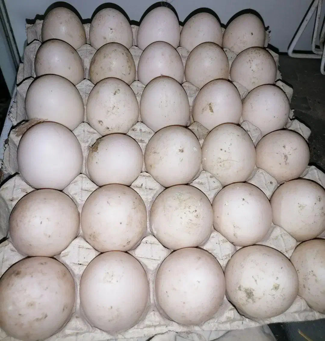 دستگاه جوجه کشی|ماشین‌آلات صنعتی|رشت, سلیمانداراب|دیوار