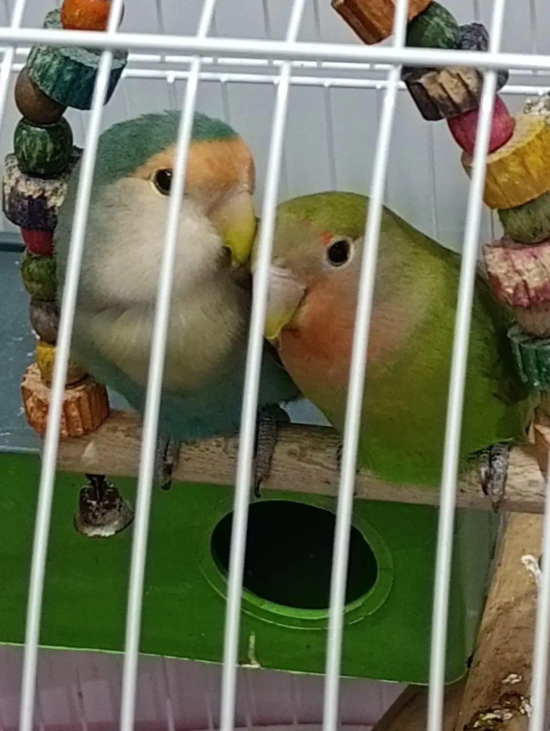 طوطی برزیلی|پرنده|شوش, |دیوار