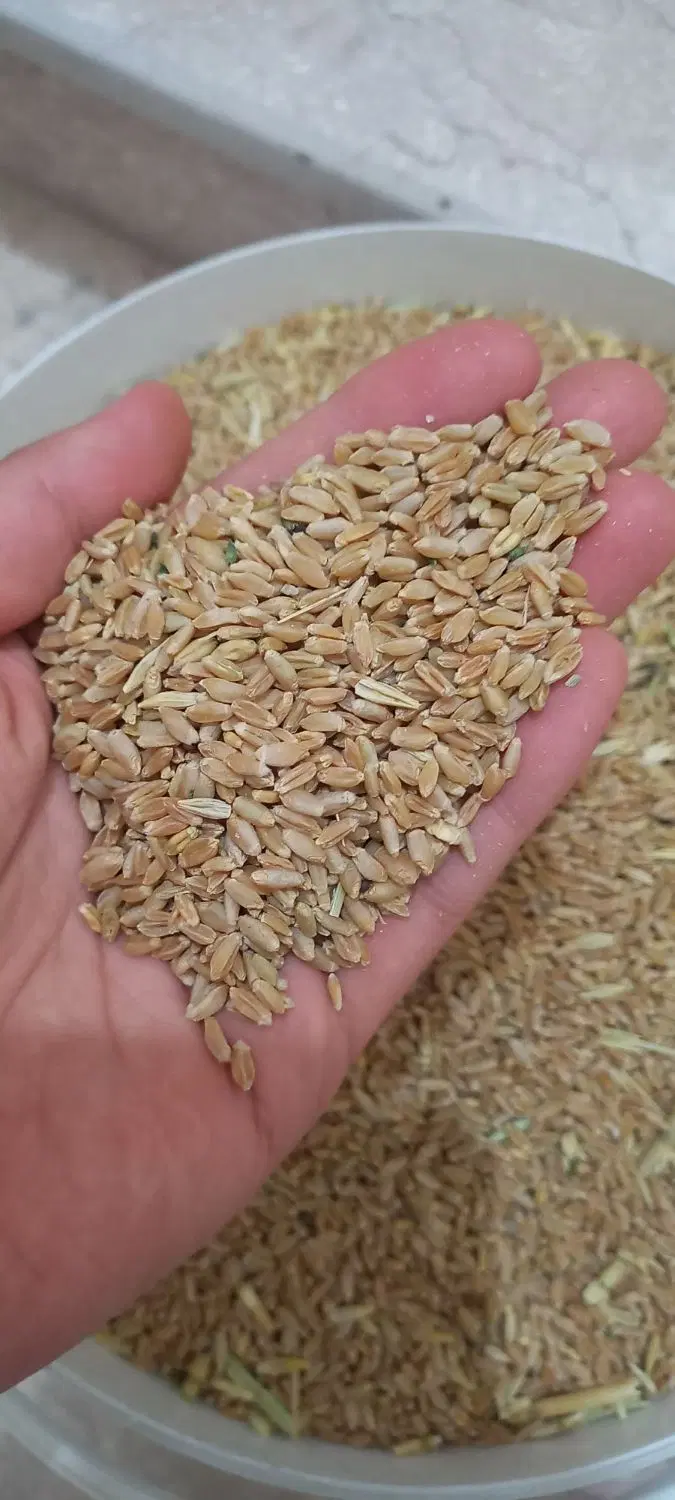 گندم|خوردنی و آشامیدنی|ورامین, ریحان آباد|دیوار