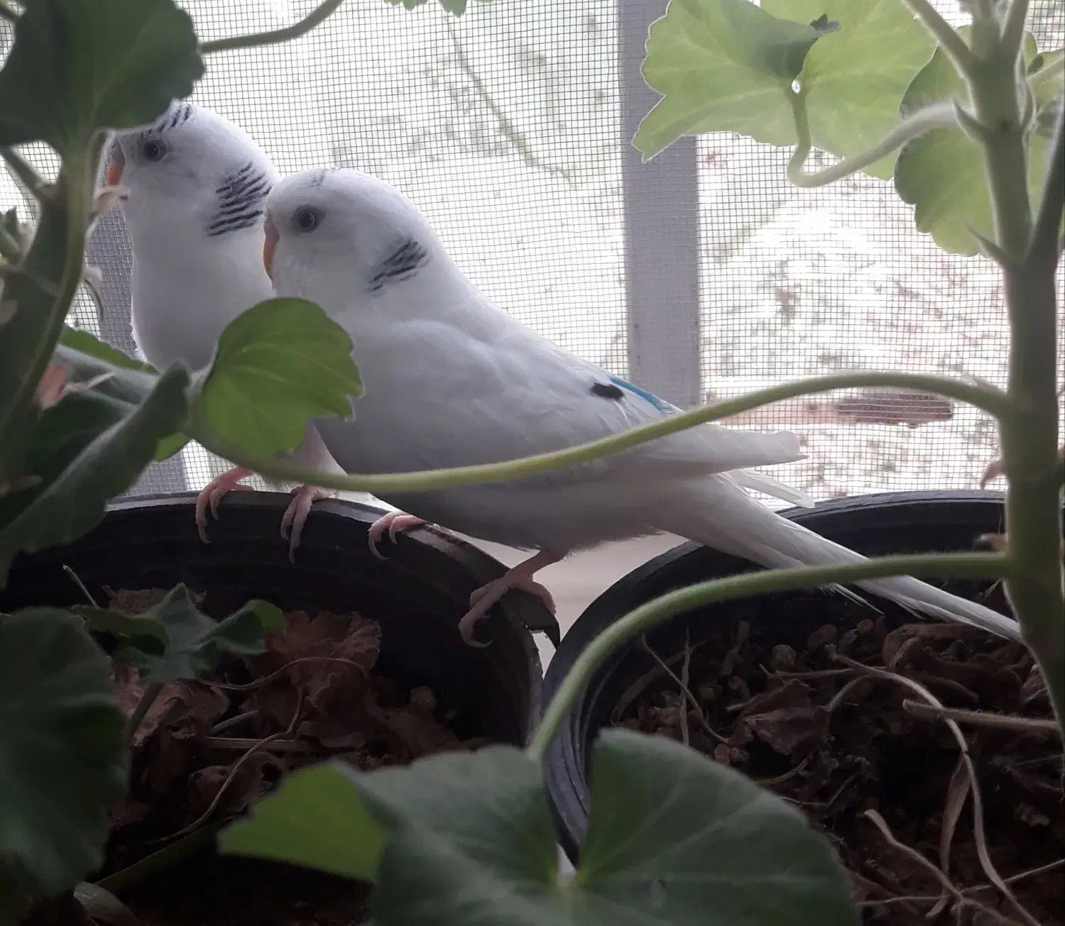 مرغ عشق با وسایل|پرنده|تهران, زیبادشت|دیوار