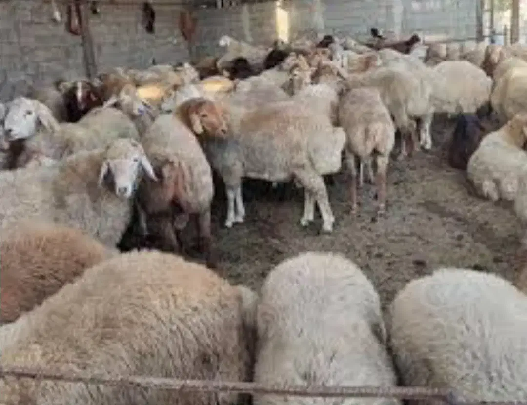 بره ماده|حیوانات مزرعه|جلگه شوقان, |دیوار