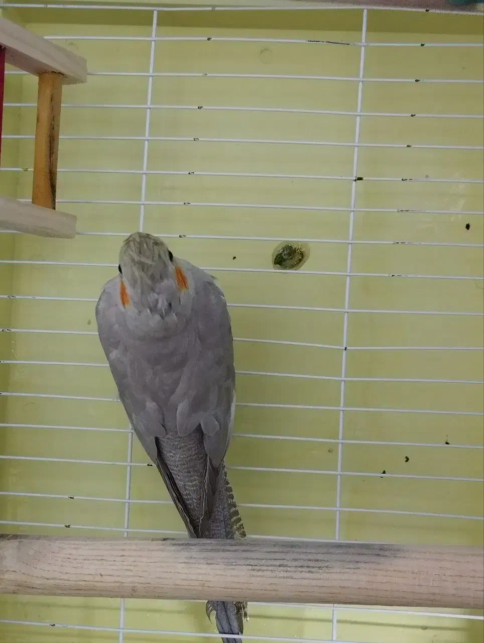 عروس هلندی|پرنده|تهران, خاک سفید|دیوار