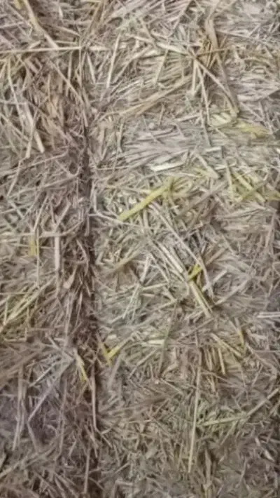 کلش برنج|حیوانات مزرعه|توتکابن, |دیوار