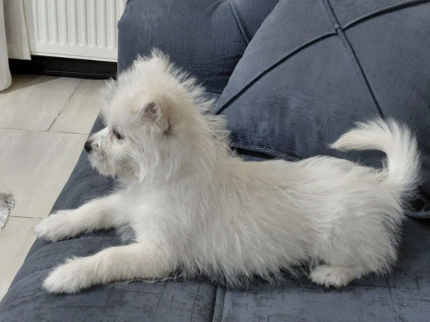 سگ پامر سفید|سگ|پردیس, فاز ۸|دیوار