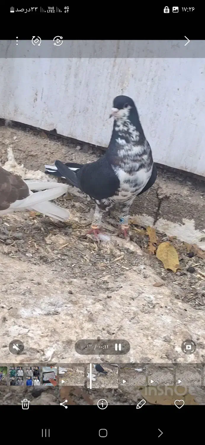 شهری یال|پرنده|همایجان, |دیوار