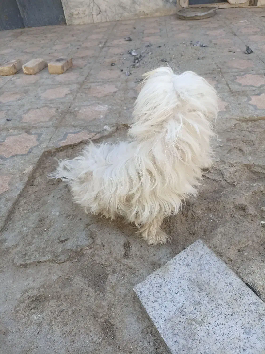 سگ خوب پشمالو|سگ|سراوان, |دیوار